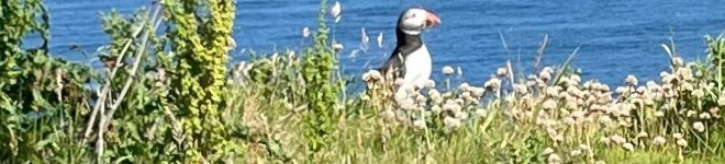 Puffin